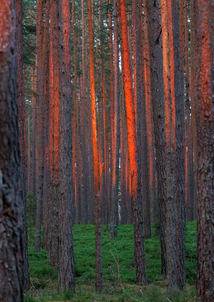 Floresta Pinheiros Noite Cores Pôr Sol — Fotografia de Stock