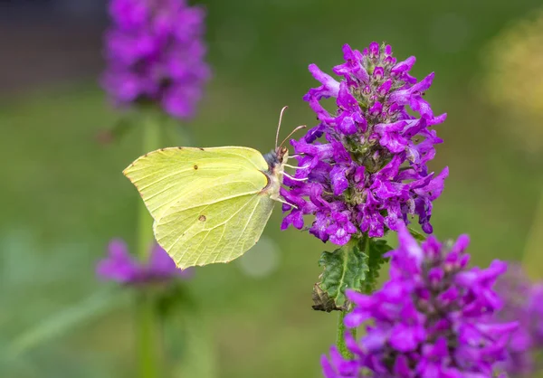 Primer Plano Hermosa Mariposa Amarilla Flor Púrpura Jardín —  Fotos de Stock