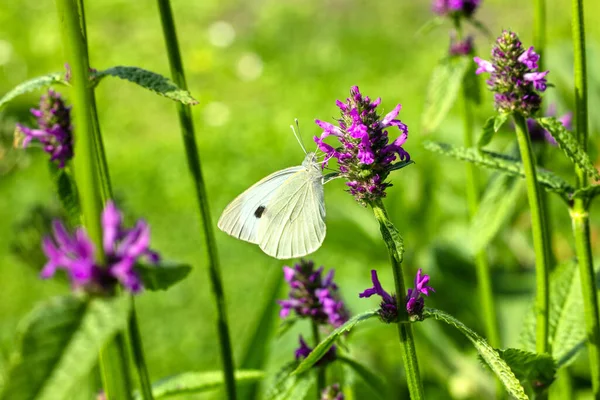 Primer Plano Hermosa Mariposa Blanca Flor Púrpura Jardín —  Fotos de Stock