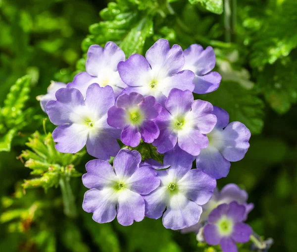 Closeup Blooming Purple Verbena Flower — Stock Photo, Image