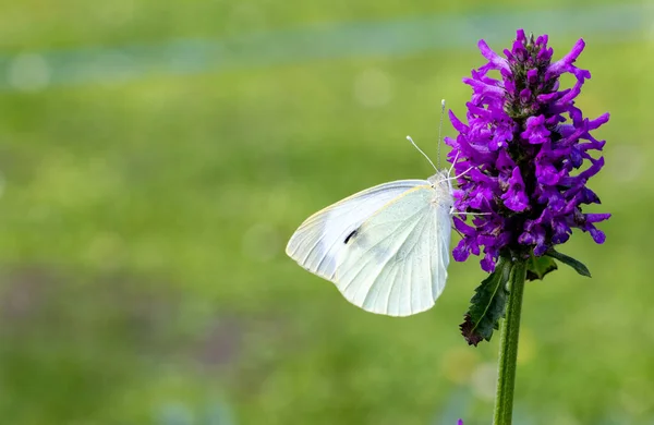 Primer Plano Hermosa Mariposa Blanca Flor Púrpura Jardín — Foto de Stock
