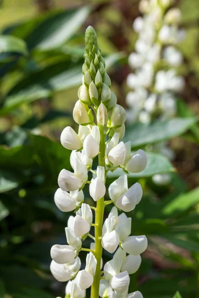 花园花坛上盛开的白色丁香花的特写 — 图库照片