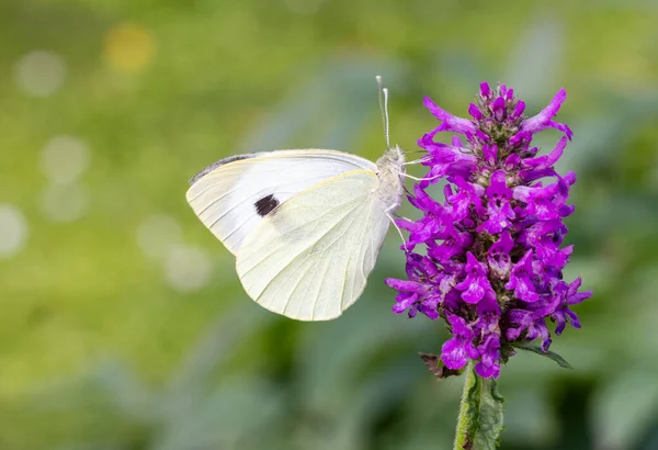 美丽的白色蝴蝶在花园里盛开的紫色花朵上的特写 — 图库照片