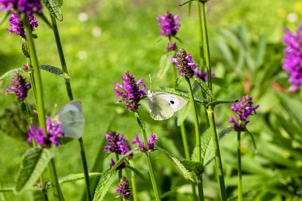 Closeup Beautiful White Butterfly Blooming Purple Flower Garden — Stock Photo, Image