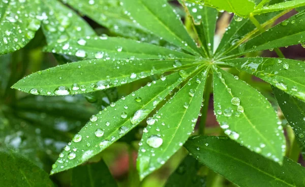Green Lupine Leaf Raindrops Garden — Stock Photo, Image