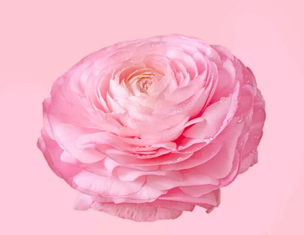 Muy Bonito Hermoso Rosa Ranunculus Flor Sobre Fondo Rosa Claro — Foto de Stock