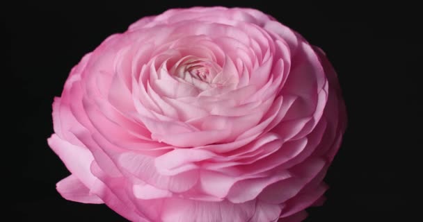 Πολύ Ωραίο Και Όμορφο Ροζ Περσικό Νεραγκούλα Ranunculus Λουλούδι Περιστρέφεται — Αρχείο Βίντεο