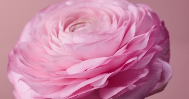 Mycket Trevlig Och Vacker Rosa Persisk Smörblomma Eller Ranunculus Blomma — Stockvideo