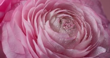 Pembe arka planda su damlaları olan güzel pembe dönen gülleri kapatın. İran çiçeği mi, Ranunculus çiçeği mi?