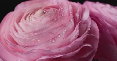 Siyah zemin üzerinde su damlaları olan güzel pembe dönen gülleri kapatın. İran çiçeği mi, Ranunculus çiçeği mi?