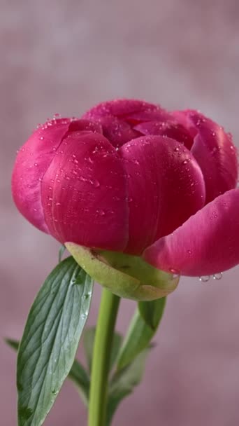 Beautiful Fresh Pink Peony Flower Dew Drops Spinning Pink Background — Stock Video