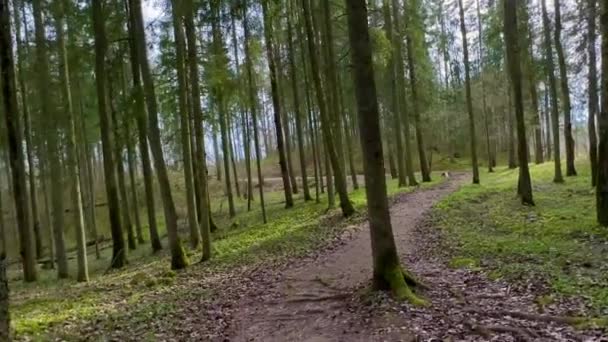Passeggiata Nella Foresta Selvaggia — Video Stock