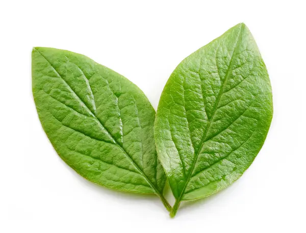 Frische Grüne Blätter Isoliert Auf Weißem Hintergrund Draufsicht — Stockfoto