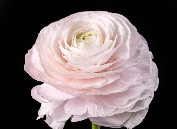 Muito Agradável Bonito Rosa Persa Buttercup Flor Ranunculus Fundo Preto Fotografia De Stock