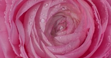Çok hoş ve güzel pembe İran düğün çiçeği ya da çiyden damlalar saçan Ranunculus çiçek makrosu, üst manzara