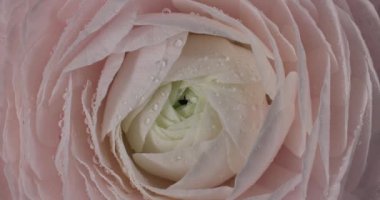 Çok hoş ve güzel pembe İran düğün çiçeği ya da çiyden damlalar saçan Ranunculus çiçek makrosu, üst manzara