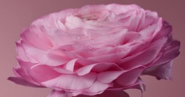Pembe arka planda su damlaları olan güzel pembe dönen gülü kapatın. İran çiçeği mi, Ranunculus çiçeği mi?