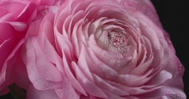 Siyah zemin üzerinde su damlaları olan güzel pembe dönen gülleri kapatın. İran çiçeği mi, Ranunculus çiçeği mi?