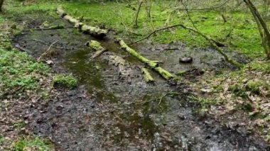 Vahşi ormanda yürü.