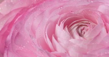 Su damlalarıyla dönen güzel pembe gülleri kapatın. İran çiçeği mi, Ranunculus çiçeği mi?