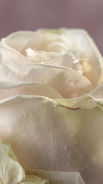 Крупним Планом Красива Біла Квітка Троянди Обертається Краплями Води Макрос — стокове відео