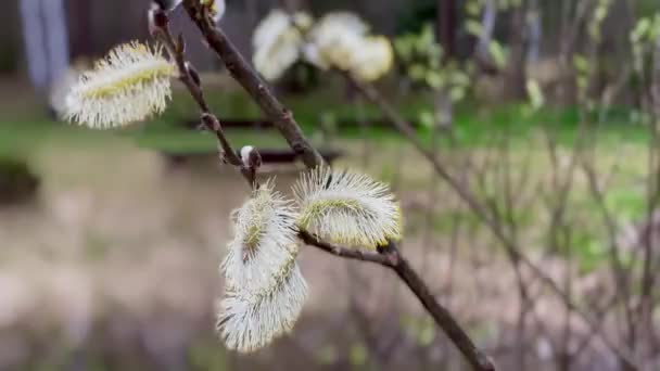 Közelkép Virágzó Fűzfaág Ringatózik Szél Tavasszal Szelektív Fókusz — Stock videók