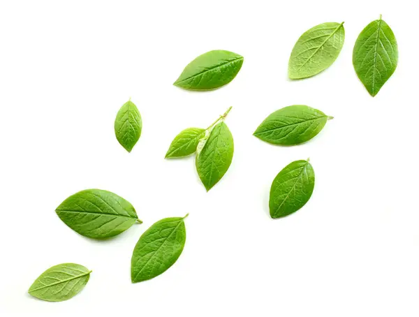 Frische Grüne Blätter Isoliert Auf Weißem Hintergrund Draufsicht — Stockfoto