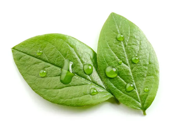 Verse Groene Bladeren Met Waterdruppels Geïsoleerd Witte Achtergrond Bovenaanzicht Stockfoto