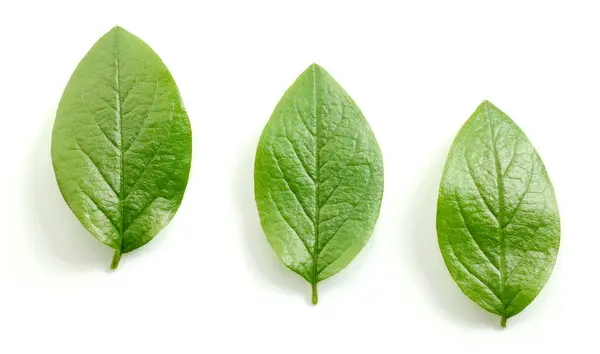 Frische Grüne Blätter Isoliert Auf Weißem Hintergrund Draufsicht lizenzfreie Stockbilder