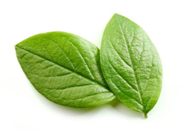 Beyaz arkaplanda izole edilmiş taze yeşil yapraklar, üst görünüm