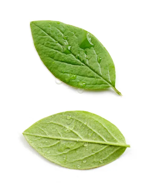 Dwie Świeże Zielone Liście Kroplami Wody Izolowane Białym Tle Widok Zdjęcie Stockowe