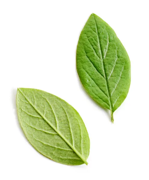 Zwei Frische Grüne Blätter Isoliert Auf Weißem Hintergrund Draufsicht Stockfoto