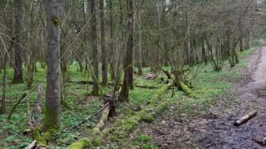 Baharda vahşi orman manzarası