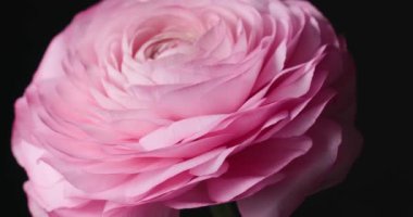 çok hoş ve güzel pembe İran düğün çiçeği ya da Ranunculus çiçeğinin siyah arka planda dönmesi