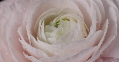 Çok hoş ve güzel pembe İran düğün çiçeği ya da çiyden damlalar saçan Ranunculus çiçek makrosu, üst manzara