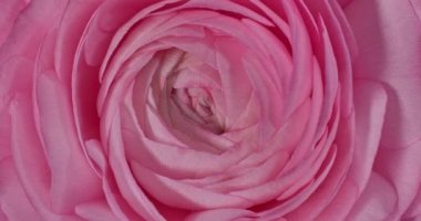 Çok hoş ve güzel pembe bir İran düğün çiçeği ya da Ranunculus çiçek makrosu etrafında dönüyor.