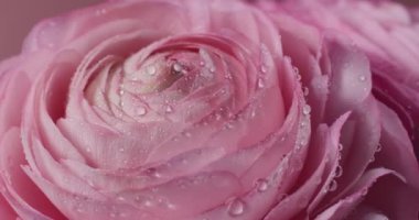 Pembe arka planda su damlaları olan güzel pembe dönen gülleri kapatın. İran çiçeği mi, Ranunculus çiçeği mi?
