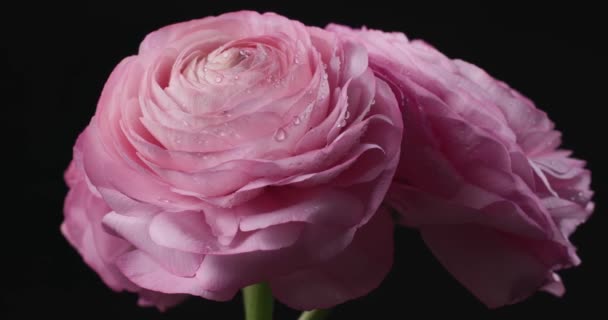 Primo Piano Bel Mazzo Roteante Rosa Rose Con Gocce Acqua — Video Stock