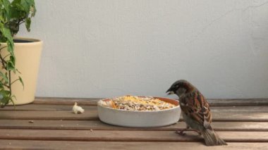 Küçük vahşi kuş, evin yakınındaki kuş yemliğinin tohumlarını yiyor. Serçe yakın plan 