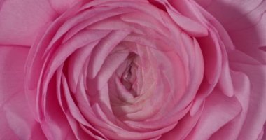 Çok hoş ve güzel pembe bir İran düğün çiçeği ya da Ranunculus çiçek makrosu etrafında dönüyor.