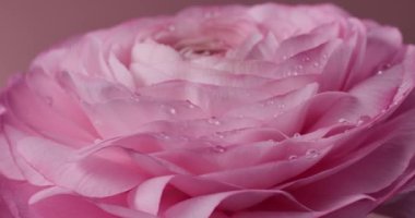 Pembe arka planda su damlaları olan güzel pembe dönen gülü kapatın. İran çiçeği mi, Ranunculus çiçeği mi?