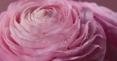 Pembe arka planda su damlaları olan güzel pembe dönen gülleri kapatın. İran çiçeği mi, Ranunculus çiçeği mi?
