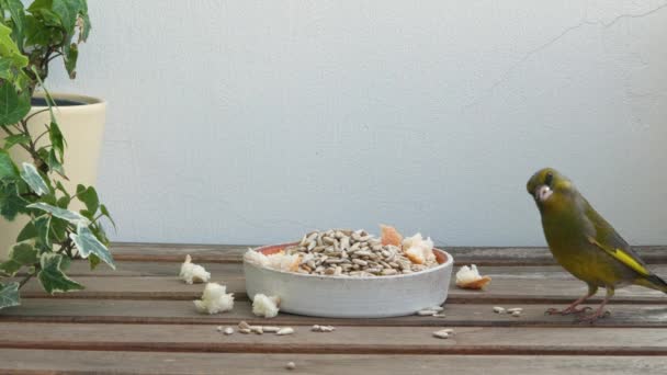 Small Wild Greenfinch Eat Seeds Bird Feeder House Close — Stock Video