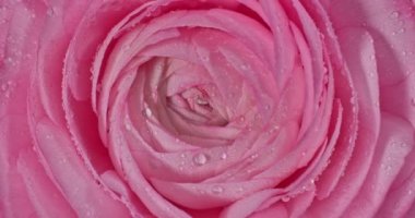 Çok hoş ve güzel pembe İran düğün çiçeği ya da çiyden damlalar saçan Ranunculus çiçek makrosu, üst manzara