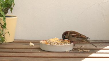 Küçük vahşi kuş, evin yakınındaki kuş yemliğinin tohumlarını yiyor. Serçe yakın plan 