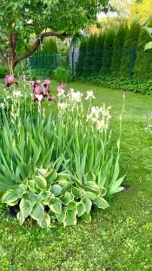 Bahçedeki güzel çiçek tarhına yakın çekim