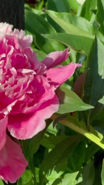 Bahçede çiçek açan güzel şakayık çiçekleri, güneşli bir yaz günü