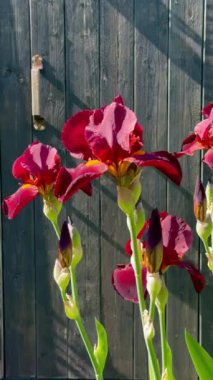 Güzel çiçek açan süsen çiçekleri siyah ahşap hause duvar arka planında