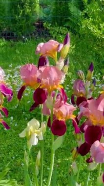 Bahçede çiçek açan güzel iris çiçeklerine yakın çekim, güneşli yaz günü, yakınlaş