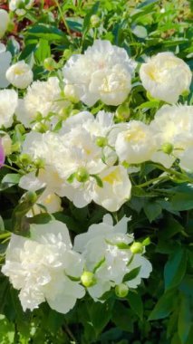 Bahçede çiçek açan güzel şakayık çiçekleri, güneşli bir yaz günü